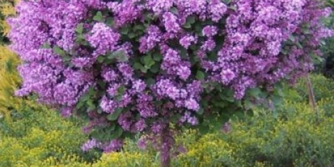 Standardna lila: fotografija, sorte, sadnja i njega, upotreba u pejzažnom dizajnu